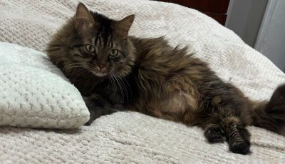 Мій помічник